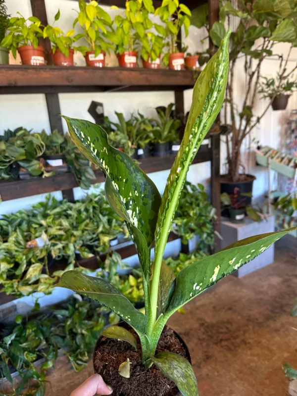 Dieffenbachia Crocodile