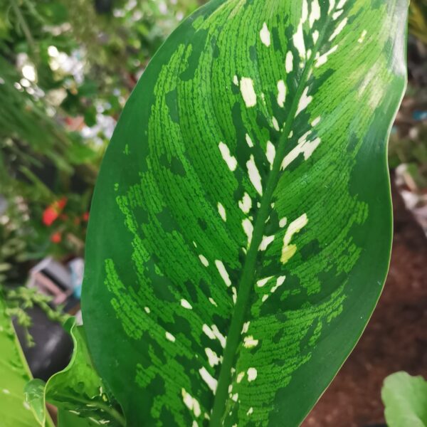 Dieffenbachia Crocodile
