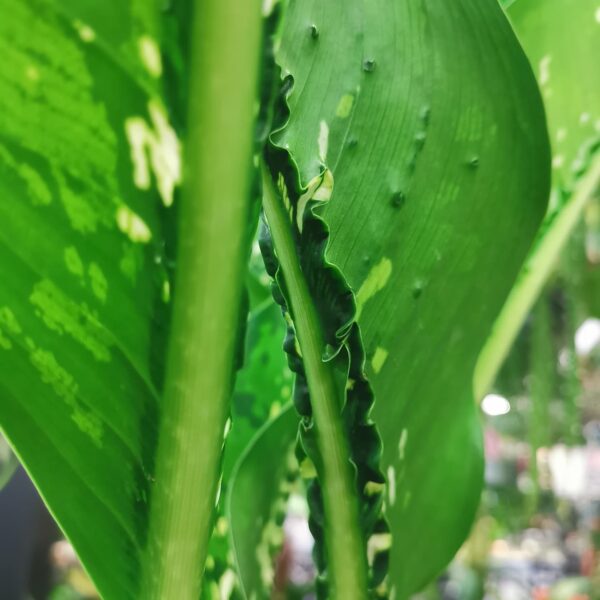 Dieffenbachia Crocodile