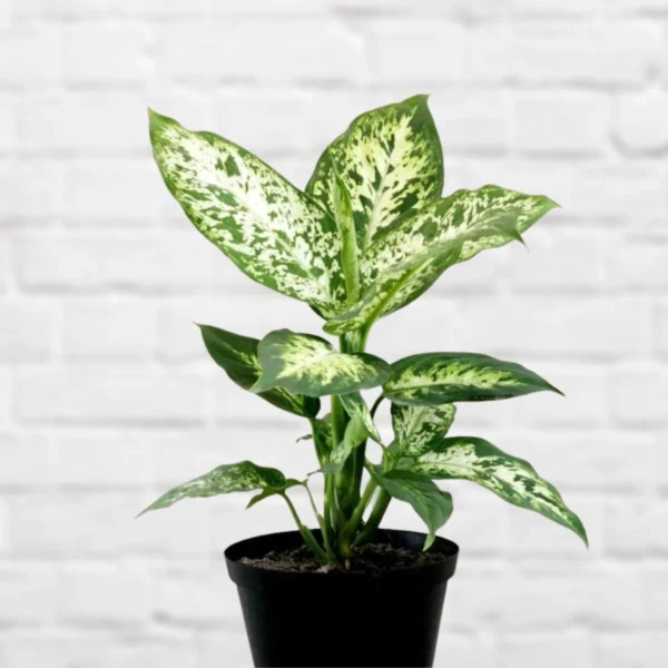 Dieffenbachia Exotica