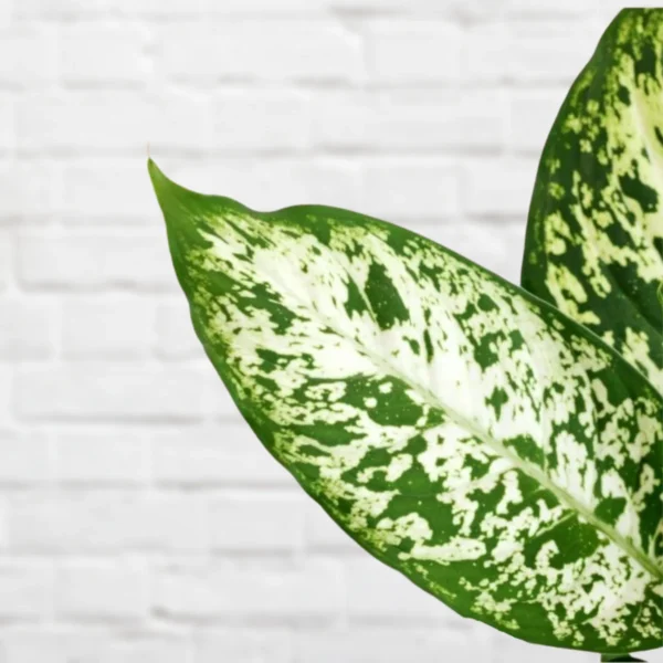 Dieffenbachia Exotica