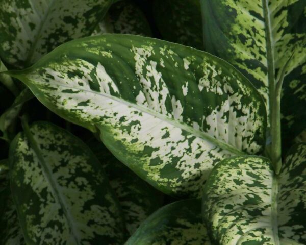 Dieffenbachia Exotica