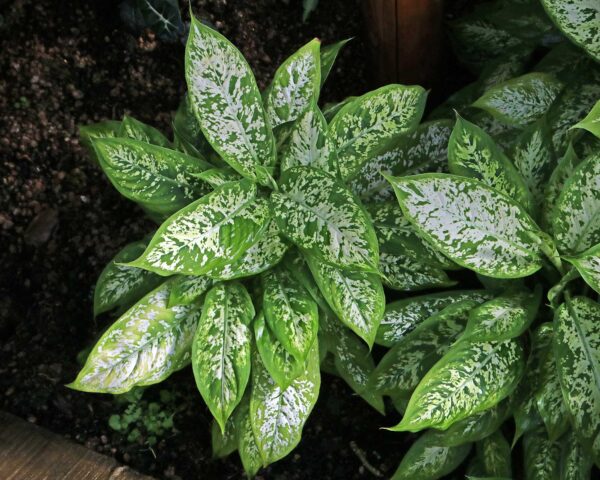 Dieffenbachia Exotica