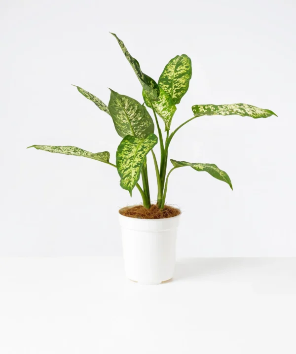 Dieffenbachia Exotica