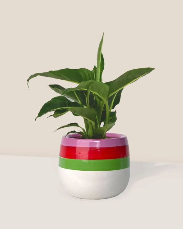 Vạn Niên Thanh Green Magic (Dieffenbachia Green Magic)