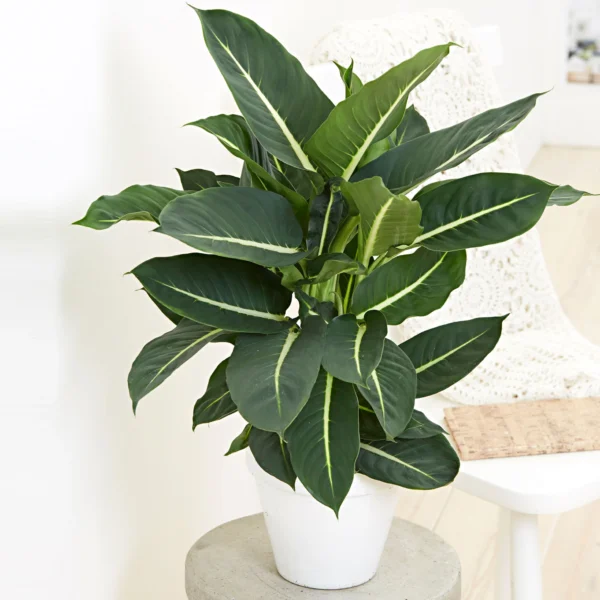 Vạn Niên Thanh Green Magic (Dieffenbachia Green Magic)