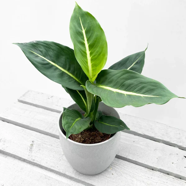 Vạn Niên Thanh Green Magic (Dieffenbachia Green Magic)