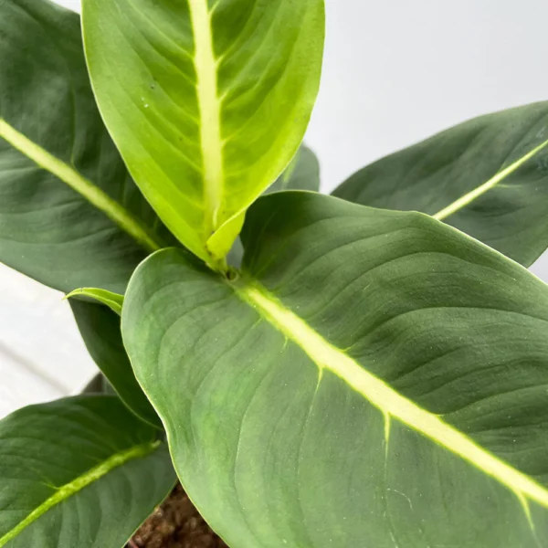 Vạn Niên Thanh Green Magic (Dieffenbachia Green Magic)