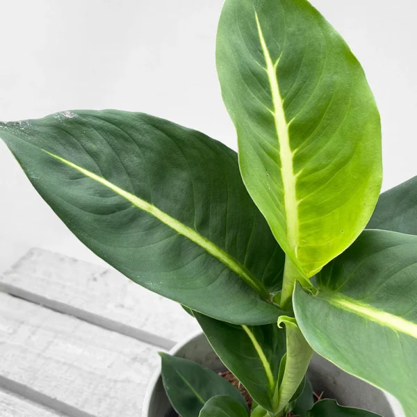 Vạn Niên Thanh Green Magic (Dieffenbachia Green Magic)