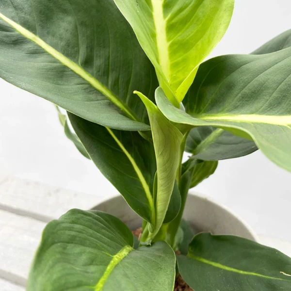 Vạn Niên Thanh Green Magic (Dieffenbachia Green Magic)