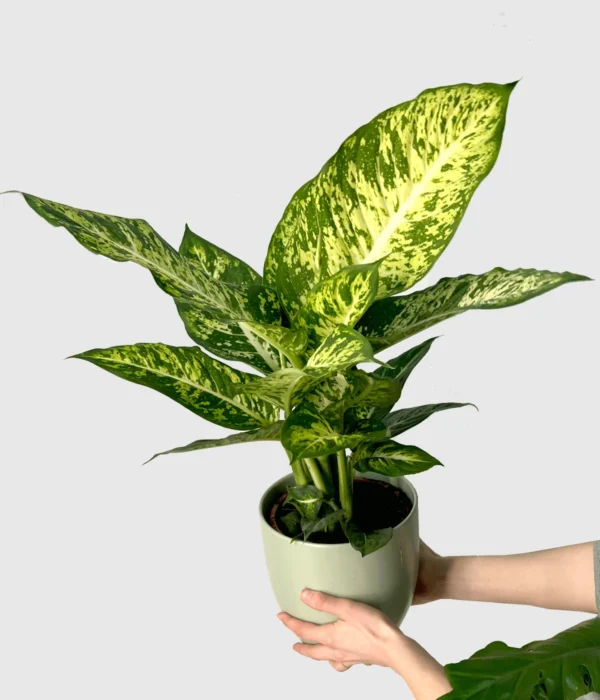 Vạn Niên Thanh Mars (Dieffenbachia Mars)