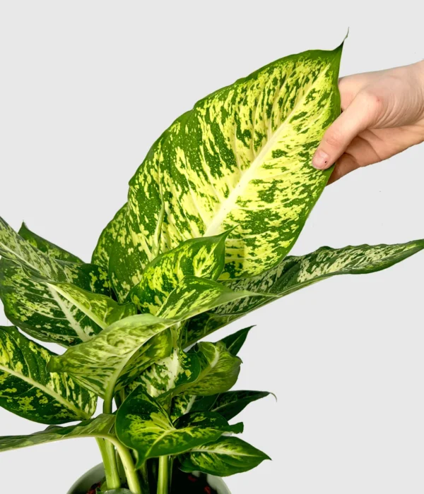 Vạn Niên Thanh Mars (Dieffenbachia Mars)