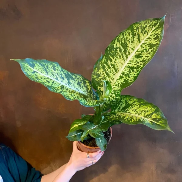 Vạn Niên Thanh Mars (Dieffenbachia Mars)