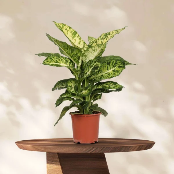Vạn Niên Thanh Mars (Dieffenbachia Mars)
