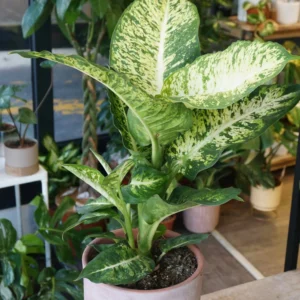 Vạn Niên Thanh Mars (Dieffenbachia Mars)