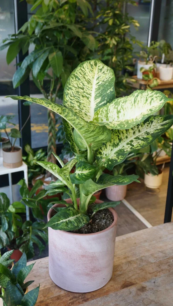 Vạn Niên Thanh Mars (Dieffenbachia Mars)
