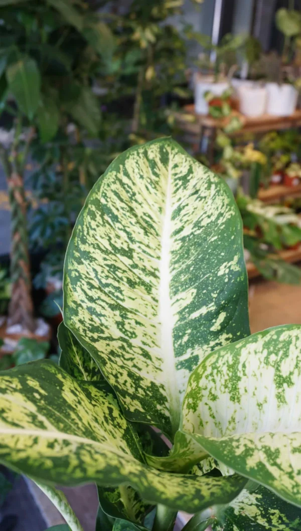 Vạn Niên Thanh Mars (Dieffenbachia Mars)