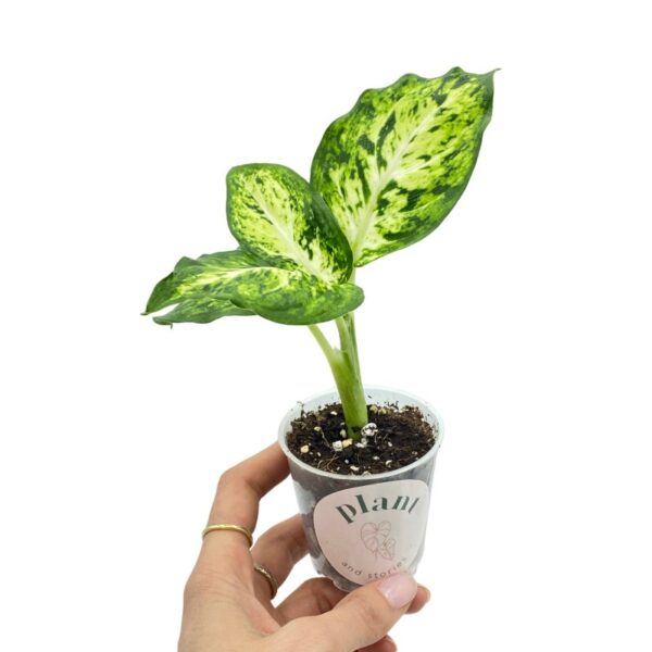 Vạn Niên Thanh Mars (Dieffenbachia Mars)