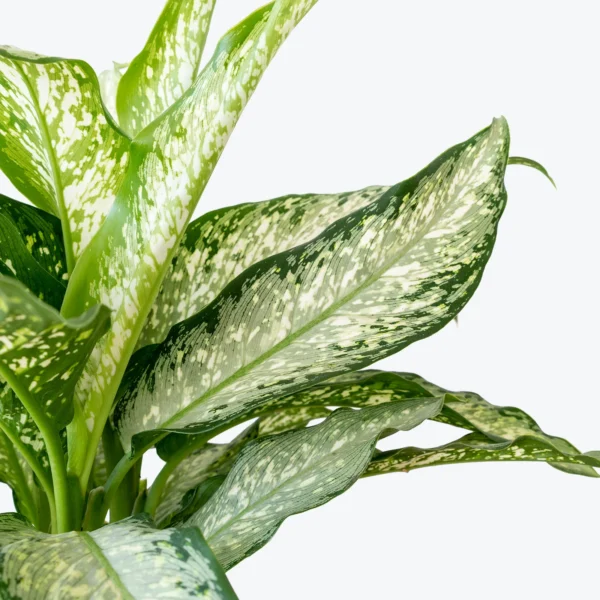 Dieffenbachia Tiki
