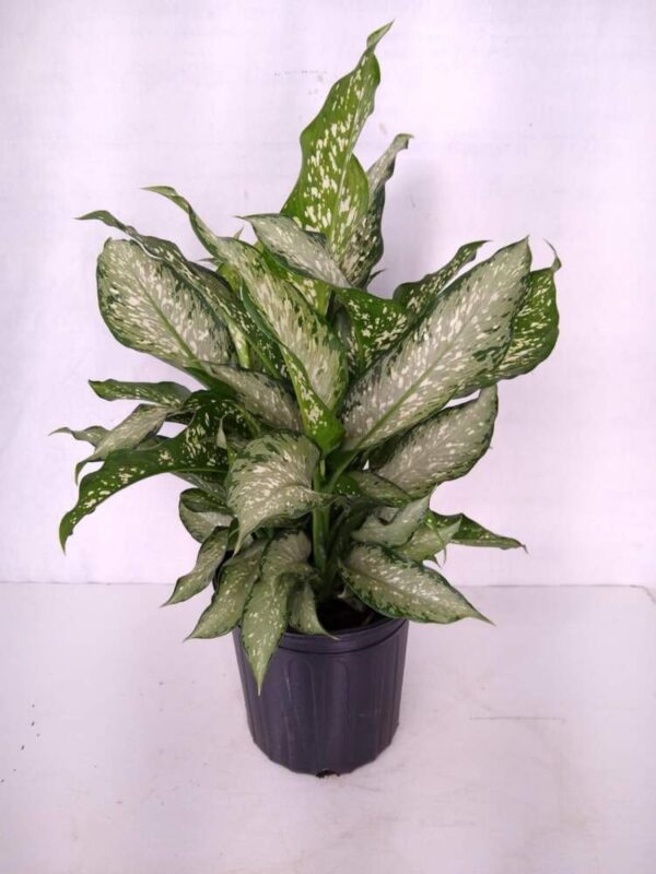 Dieffenbachia Tiki