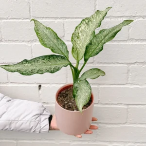 Dieffenbachia Tiki