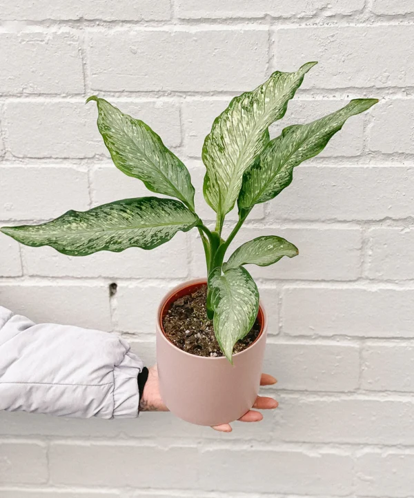 Dieffenbachia Tiki