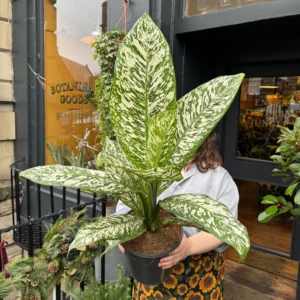 Dieffenbachia White Etna