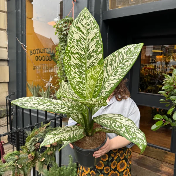 Dieffenbachia White Etna