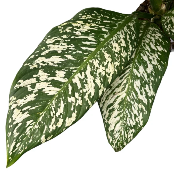 Dieffenbachia White Etna