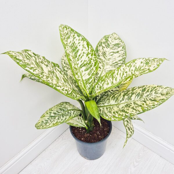 Dieffenbachia White Etna