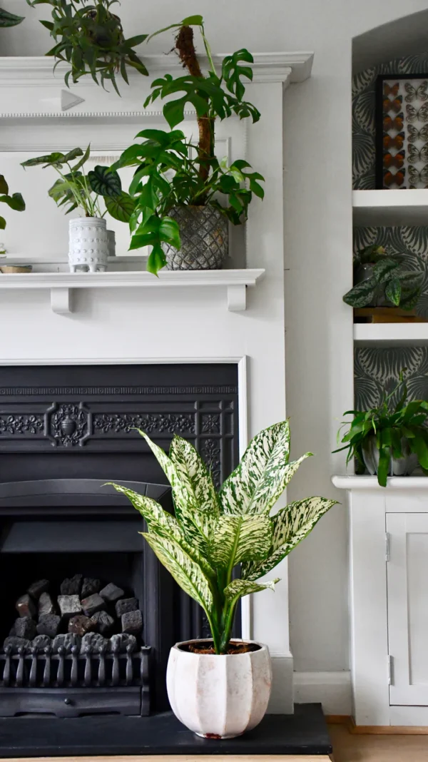 Dieffenbachia White Etna