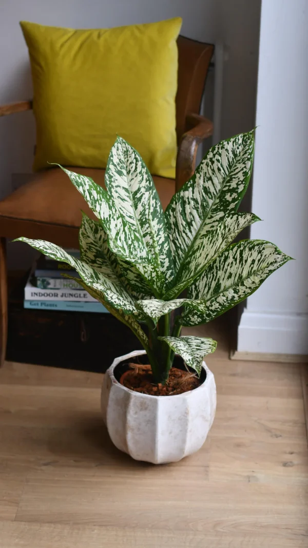 Dieffenbachia White Etna