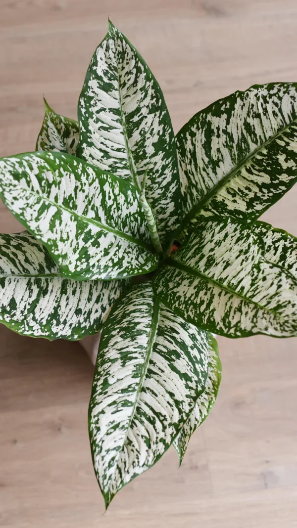 Dieffenbachia White Etna