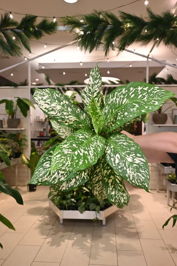 Dieffenbachia White Etna