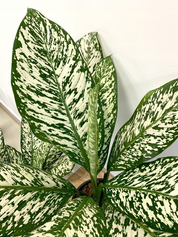 Dieffenbachia White Etna