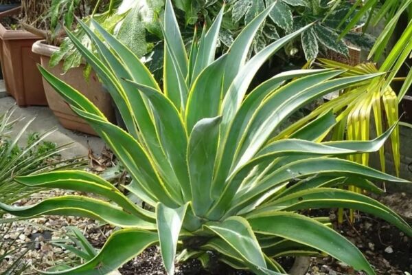Agave desmettiana (Agave liso)