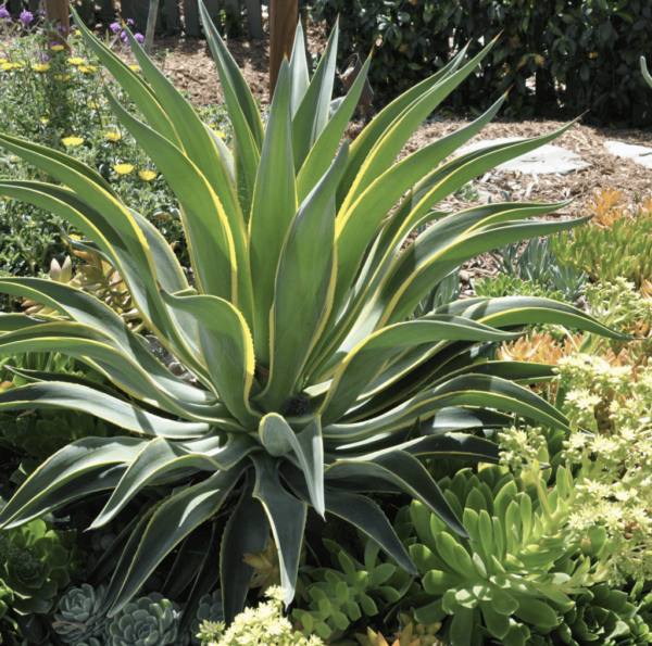 Agave desmettiana (Agave liso)
