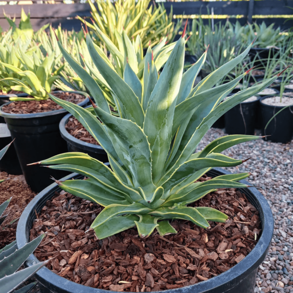 Agave desmettiana (Agave liso)