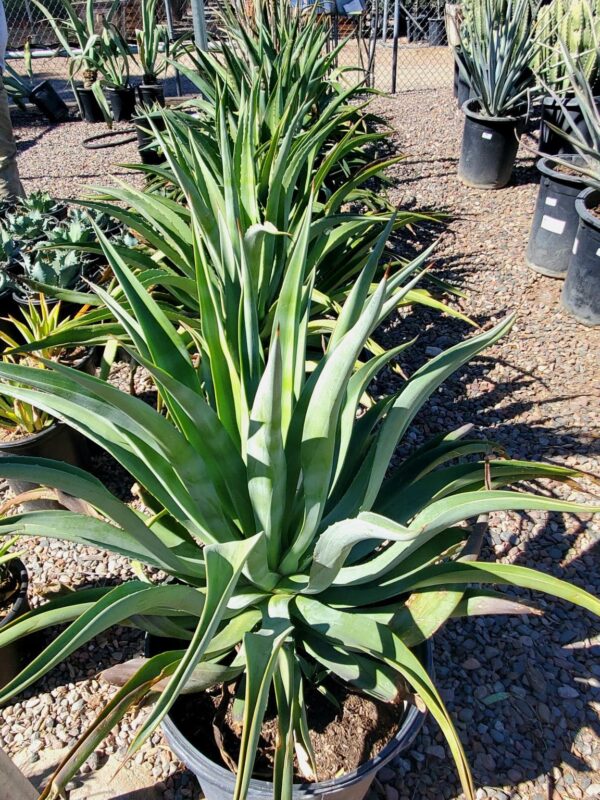 Agave desmettiana (Agave liso)