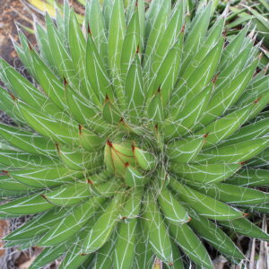 Agave filifera (Thread Agave)