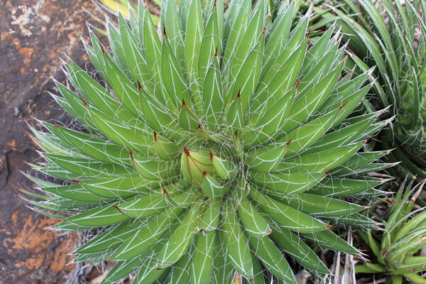 Agave filifera (Thread Agave)