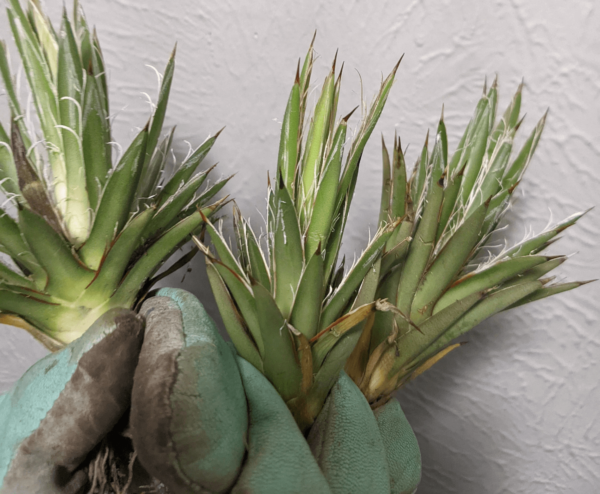 Agave filifera (Thread Agave)