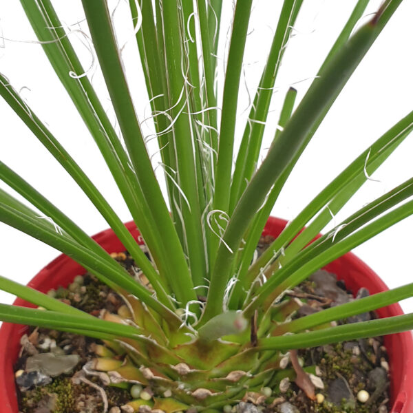 Agave geminiflora (Twin-flowered Agave)