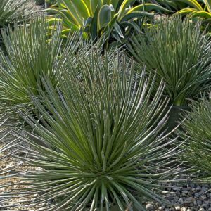 Agave geminiflora (Twin-flowered Agave)