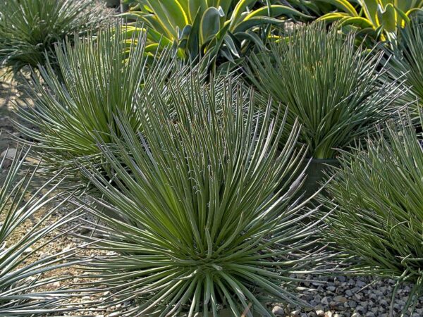 Agave geminiflora (Twin-flowered Agave)