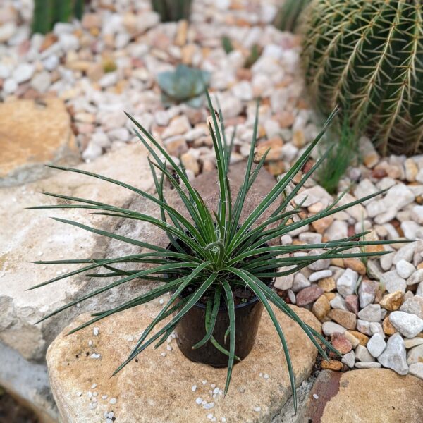 Agave geminiflora (Twin-flowered Agave)