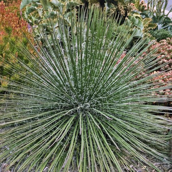 Agave geminiflora (Twin-flowered Agave)