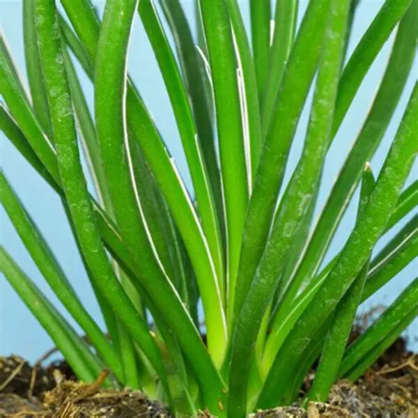 Agave geminiflora (Twin-flowered Agave)