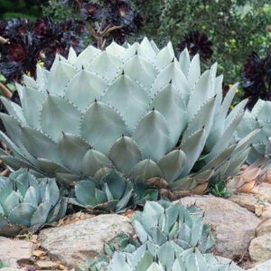 Agave parryi