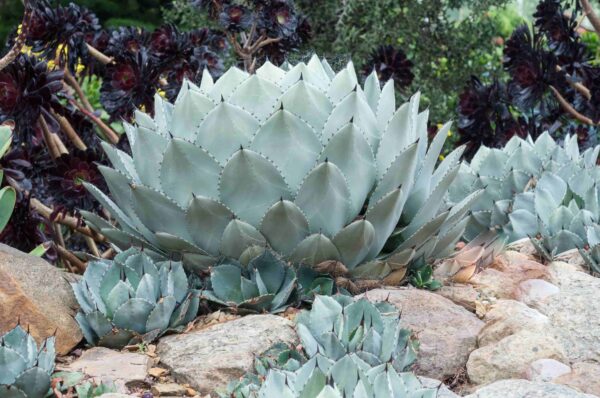 Agave parryi